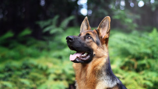 German shepherd heroic dog bokeh - heroic pose free wallpaper