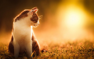 Cat grass bright light autumn - bright free wallpaper