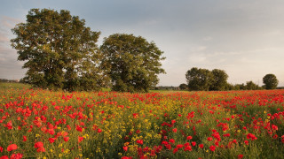 Flower field autumn trees clouds - dave allsop free wallpaper