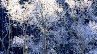 Frosty forest mountain blue sky - a mountain in the background free wallpaper