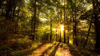 Dirt road forest sunlight cityscape - a dirt road in the middle of a forest free wallpaper for desktop