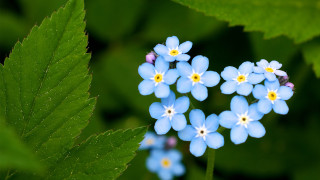 Blue flower field starry night - yellow center free wallpaper