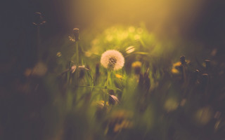 Dandelion grass sunshine nature scenery - soft focus free wallpaper for desktop