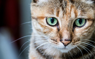 Green eyed cat macro face - eye free wallpaper
