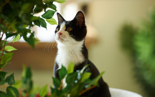 Curious black and white cat - plant free wallpaper
