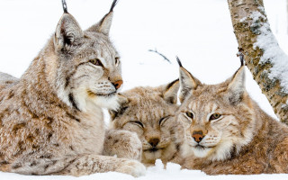 Lynx snow couple naturalism wildlife - the snow together free wallpaper