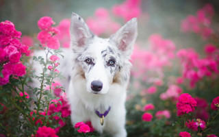 Dog flower field purple collar - a blue collar free wallpaper