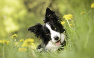 Black white dog grass flowers - dog free wallpaper