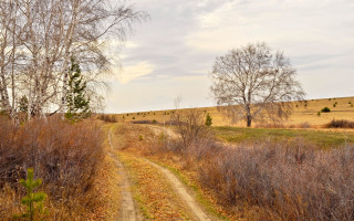 Dirt road field trees grass 3 - a dirt road in a field free wallpaper