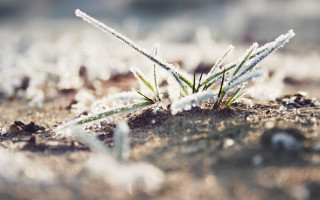 Small plant snow ice sunny - a.b. frost free wallpaper for desktop