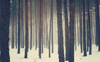 Snowy forest trees red trunks - tall tree free wallpaper