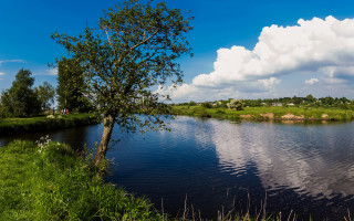 Tree grass water cloudy sky - a cloudy sky in the background free wallpaper