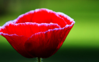 Red flower green background macro 10 - a green background in the background free wallpaper