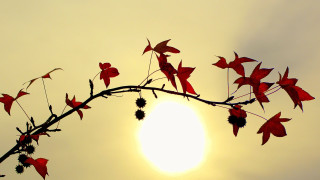 Branch red leaves sun clouds - backlight free wallpaper