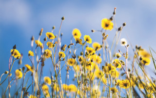 Yellow sky blossoms fireworks autumn - summer vibrancy free wallpaper