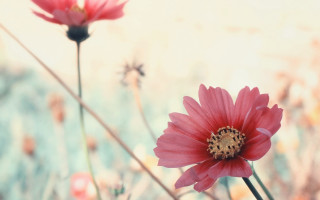 Pink flowers bee hibiscus macro - a bee free wallpaper