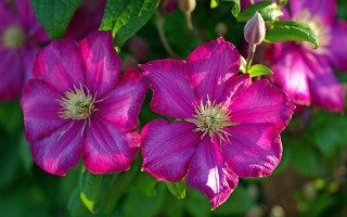 Pink flower bokeh leaves stem - green leaf free wallpaper