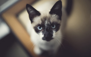 Blue eyed cat looking up 2 - a camera free wallpaper for desktop