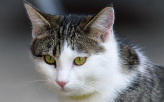 Cat green eyes serious face - its face and chest free wallpaper