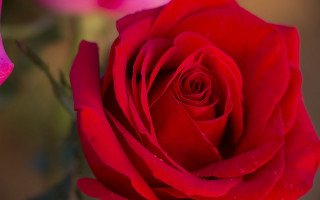 Red rose water droplets macro 20 - a green stem in the foreground free wallpaper