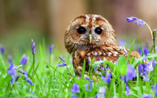 Small owl grass blue flowers 2 - blue flower free wallpaper