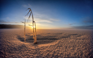 Field plants sunset cityscape mountain - a few plant free wallpaper