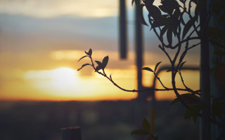 Silhouetted branch leaves sunset windchimes - against free wallpaper