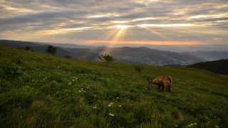 Cow grazing hillside cloudy sky - sunbeam free wallpaper