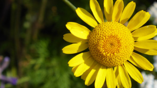 Yellow flower daisy dandelion summer - a blurry image of a flower free wallpaper