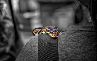 Snake cobra woman back blurry - a snake free wallpaper