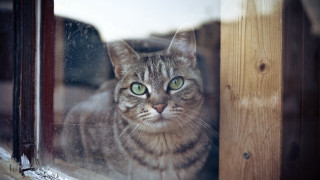 Black cat green eyes window 4 - a wooden frame free wallpaper for desktop