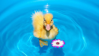 Duckling flower pool waterdrop blue - brenda chamberlain free wallpaper