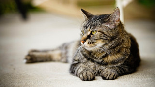Cat laying distant look blurry 2 - something free wallpaper for desktop