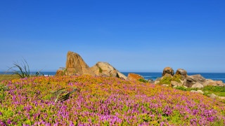 Flower field blue sky clouds - rock free wallpaper for desktop