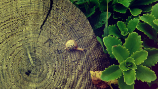 Snail tree stump planter leaves - a snail free wallpaper