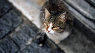 Cat stone winter blurry microscopic - microscopic free wallpaper for desktop