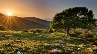 Tree hill sunset rocks landscape - scattered free wallpaper