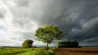 Tree field cloudy sky path - a dirt path free wallpaper