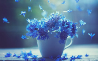 Blue flower butterfly beetle bird 2 - a cup free wallpaper