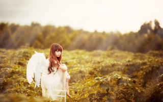 Angel wings field autumn sunset - an angel free wallpaper