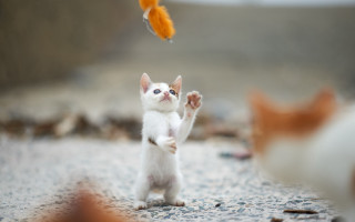 Kitten playing with toy fish - toy free wallpaper