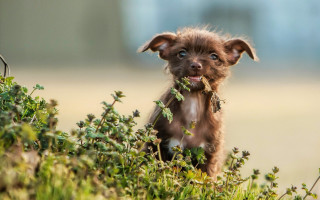 Small brown dog blue eye - a small brown dog free wallpaper