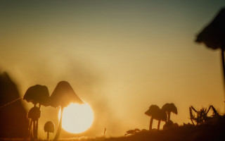 Mushrooms field sunset trees microscopic - top of a field free wallpaper