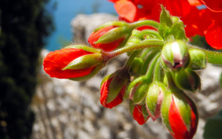 Red flower macro blurry background - red flower free wallpaper