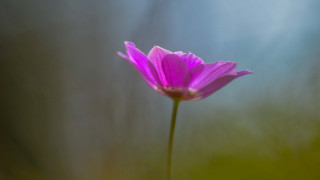 Pink flower macro shallow depth 4 - single free wallpaper for desktop