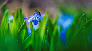 Blue flower green grass background - blue flower free wallpaper