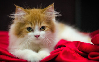 White cat tongue out red - a red blanket free wallpaper