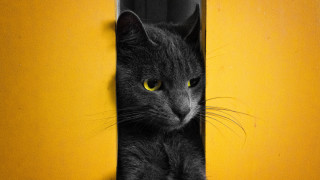 Black cat yellow eyes peeking - the door handle free wallpaper