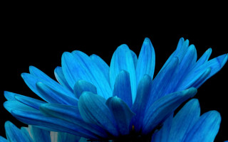 Blue flower macro photorealism celia - a black background in the background free wallpaper