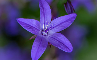 Purple flower macro fairy butterfly - this picture free wallpaper for desktop
